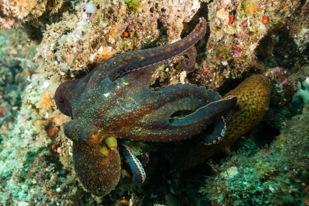 Ponto G: pesquisa descobre como polvos fazem sexo no escuro total