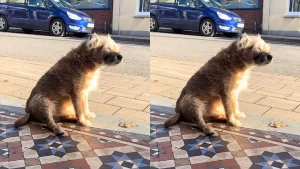 Vídeo: cão de 13 anos espera a dona falecida em calçada e comove a web