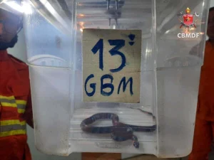 Cobra coral é capturada dentro de casa no DF e devolvida à natureza