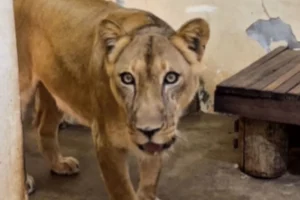 Leoa que matou jovem em zoo na Paraíba já tem data para voltar à jaula.Vídeo