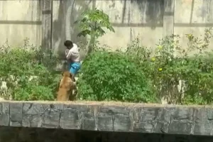 Relato devastador sobre jovem atacado e morto por leoa viraliza