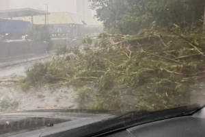 Tempestade derruba árvore e interdita avenida na Grande São Paulo