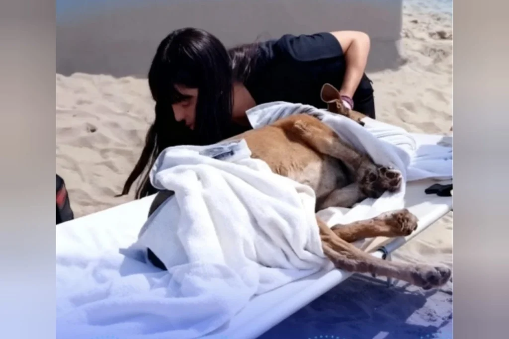 Guarda Costeira encontra cadela esfaqueada em praia de SP agora Guarda Costeira encontra cadela esfaqueada em praia de SP agora