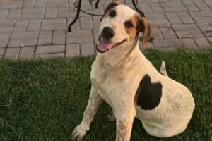 Cão comunitário morto a tiros em Toledo causa revolta nas redes sociais hoje